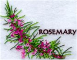 Motiv Rosmarin